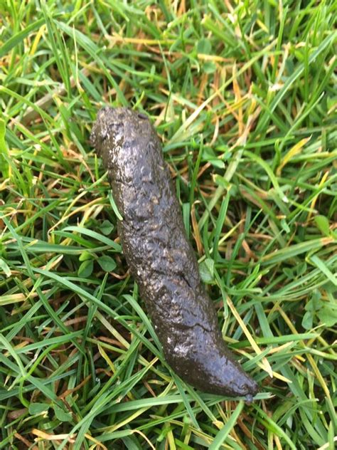 a slug sitting on top of green grass