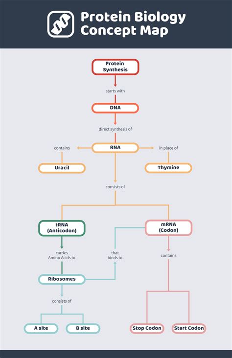 Protein Biology Concept Map Template - Venngage