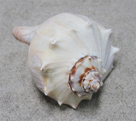 Atlantic Whelk Seashell - Medium to Large Shells - California Seashell ...