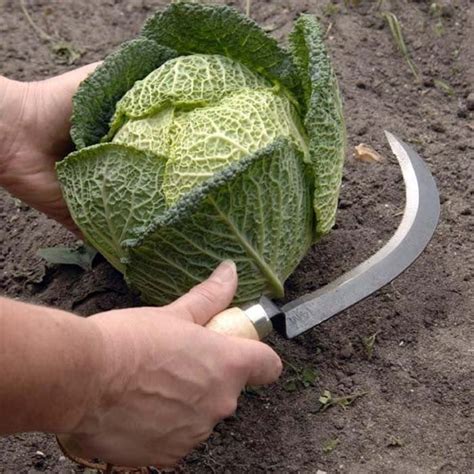 Vegetable Harvesting Knife - Harrod Horticultural