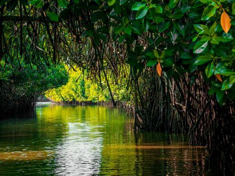 Biodiversity hotspots: A look at top 5 mangrove forests in India ...