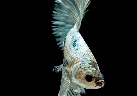 Dropsy in Betta Fish: How to Treat & Cure Bloated Symptoms