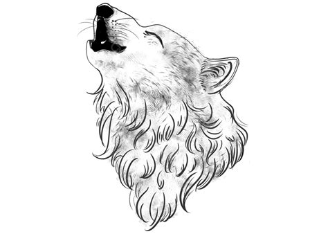 Wolf Howling Drawing Head