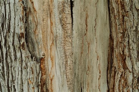 Tree Trunk Texture Photos, Download The BEST Free Tree Trunk Texture ...