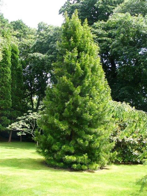 Japanische Pinie, Sciadopitys Verticillata, Baum Samen (16 Samen ...