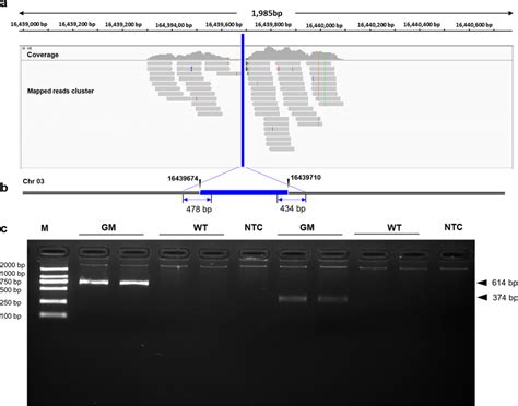 The transgene integration site and its flanking sequence from PE-WGS ...