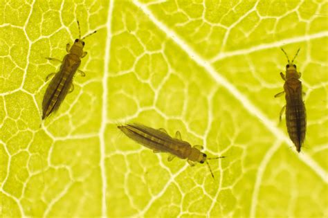 The Most Common Houseplant Pests - Modern Farmer