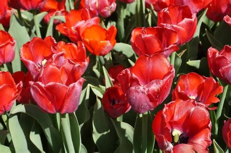 Premium Photo | Many red tulip flowers in garden