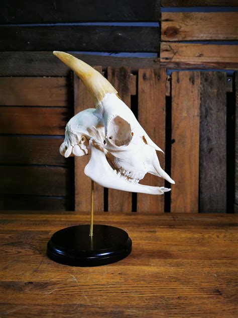 Real Goat Skull With Horns - Etsy