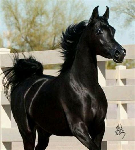 Beautiful black | Black arabian horse, Horses, Arabian horse