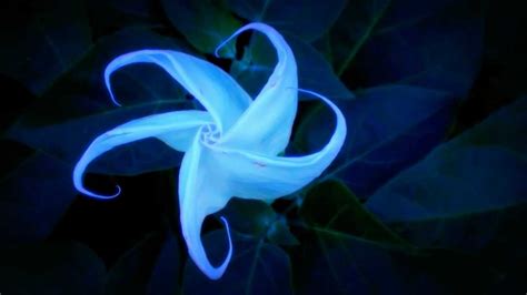 BloOming MoOn FloWer TimeLapse - YouTube