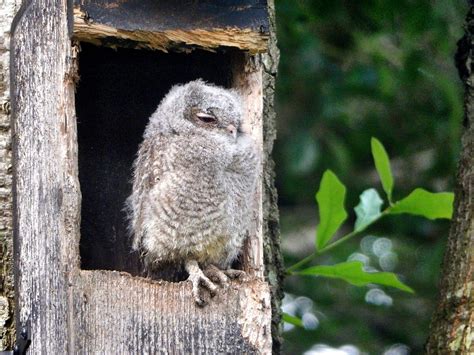 Creating Owl Boxes: How To Build An Owl House Owl Nest Box, Owl Box ...