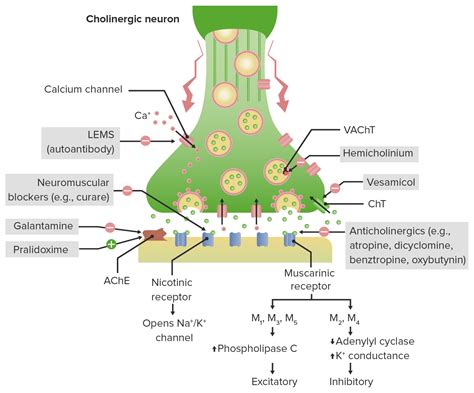 Antimuscarinic Adverse Effects Include Which of the Following