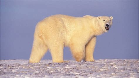 Polar Bears’ Diet Is 25% Plastic, Russian Scientists Say - The Moscow Times