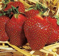 Fruit Plants - Jung Seeds and Plants catalog