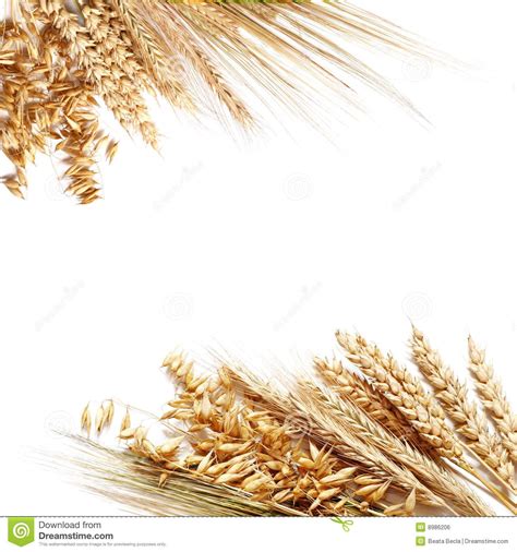 wheat border clipart 10 free Cliparts | Download images on Clipground 2024