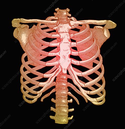 Chest bones - Stock Image - N120/0029 - Science Photo Library