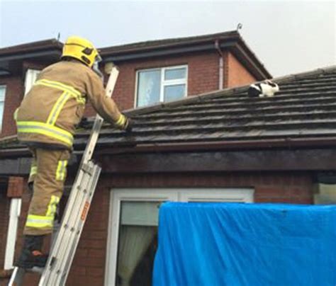 Storm Gertrude blew a rabbit onto a roof in Omagh, Ireland | Metro News