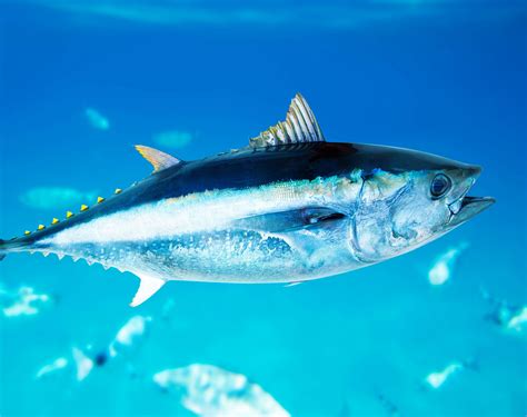 Bluefin tuna, a sushi delicacy, will sadly be extinct within 50 years ...