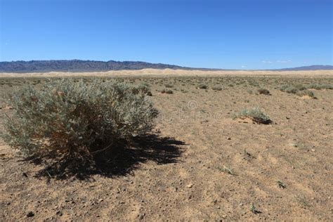 The Desert Gobi stock image. Image of plants, sand, warming - 37151903