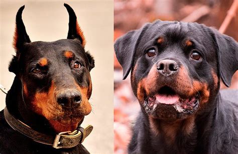 Diferencias entre Rottweiler y Dóberman