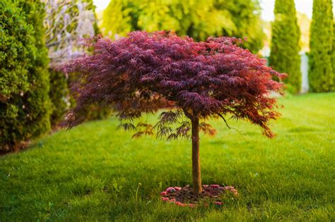 Japanese Maple Seeds: Grow Your Own Maple Tree! - A-Z Animals