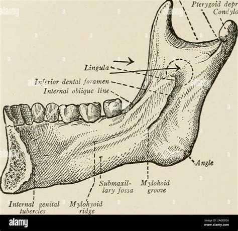 Mandibular Foramen Radiograph