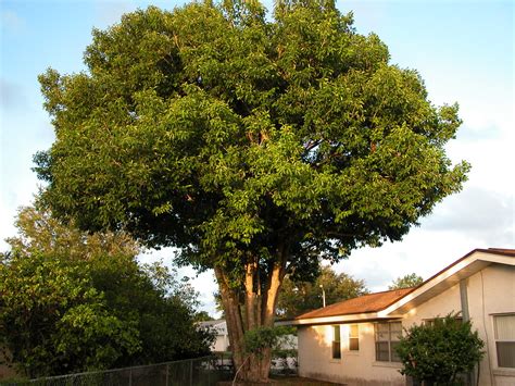 JAVA PLUM #1: Tree | One of many giant Java Plum trees in th… | Flickr