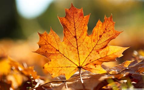 Autumn Leaf Wallpapers - Top Free Autumn Leaf Backgrounds - WallpaperAccess