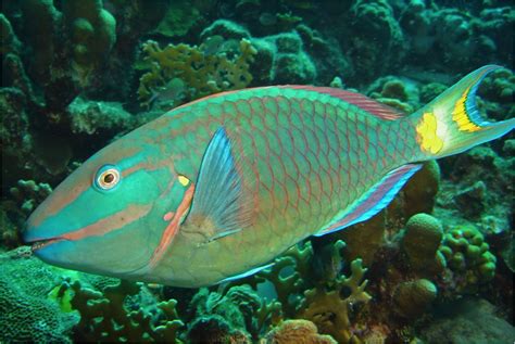 'Parrotfish Grazing Study' Talk Sponsored By Friends of the National ...