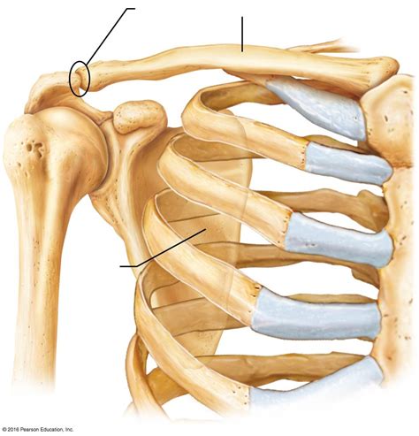 Lab 4- Articulated bones of the pectoral (shoulder) girdle Diagram ...