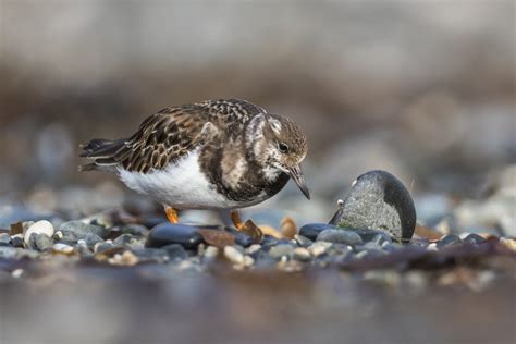 How to Photograph Turnstones - Nature TTL