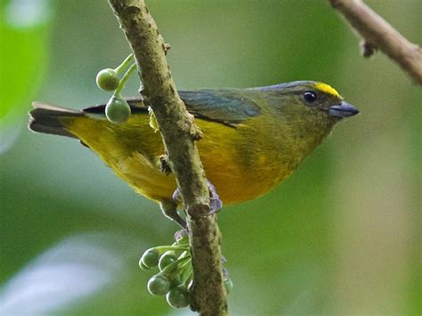 Bronze-green Euphonia - eBird