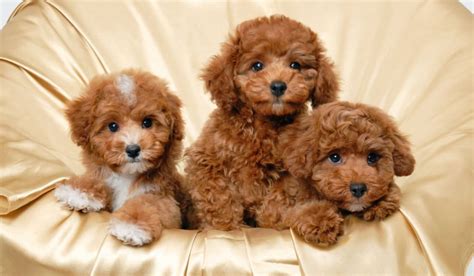 Small Hypoallergenic Dogs