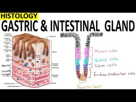 Histology of Gastric and Intestinal Glands - YouTube