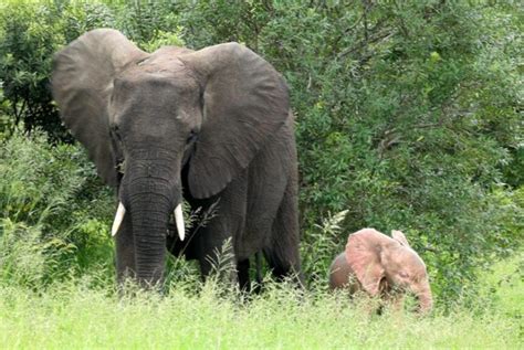 Look: Guide spots rare pink pachyderm in South Africa - UPI.com