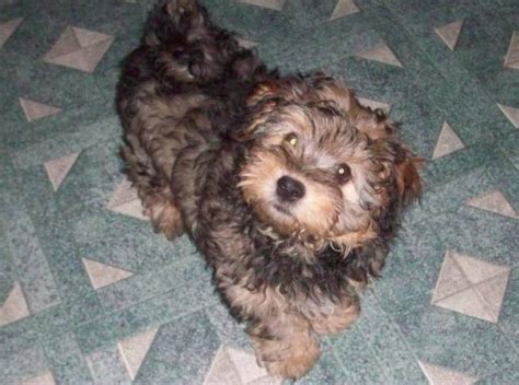 Yorkie Bichon Puppies for Sale | CHRISTMAS PUPPIES YORKIE MIX BICHON ...