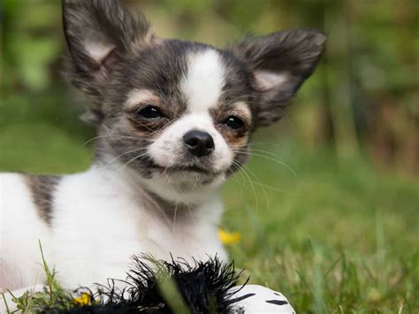 Chihuahua Puppies | Chihuahua History, Breed and How to Get a Puppy