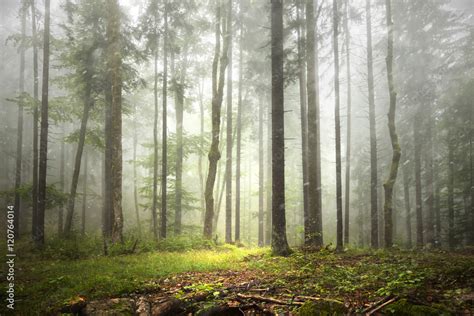 Beautiful foggy forest landscape with rainfall. Stock Photo | Adobe Stock