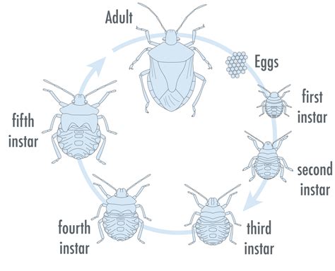 stink bug life cycle diagram - Larae Templeton