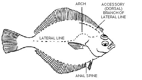 ODFW Finfish Species - Flatfish