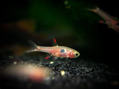 Strawberry Rasbora For Sale - Buy Chili Rasbora Online - Rasbora Tank Mates