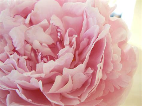 Pink Peony Wallpapers - Wallpaper Cave