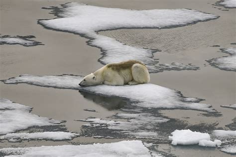 Polar bears are inbreeding due to melting sea ice, posing risk to ...