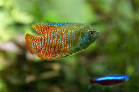 Dwarf Gourami Care Guide: Tank Mates, Lifespan, and Health