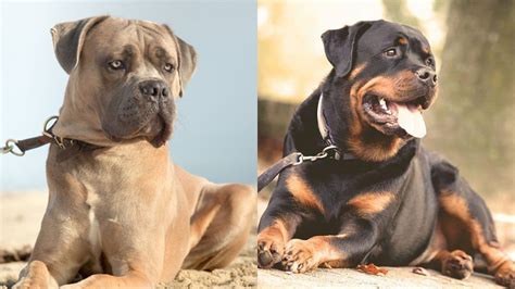 Rotticorso (Cane Corso Rottweiler Mix): Info, Pictures, Traits & Facts ...