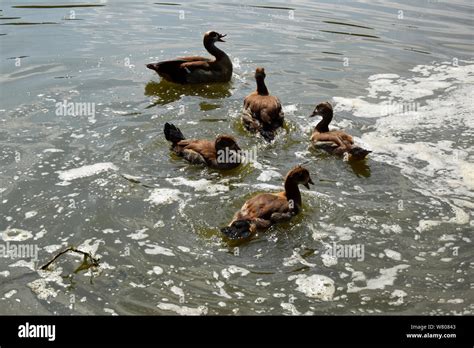 Feeding a swimming duck and ducklings on a pond in Europe Stock Photo ...