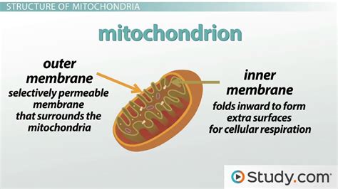 Mitochondria Structure: Cristae, Matrix and Inner & Outer Membrane ...