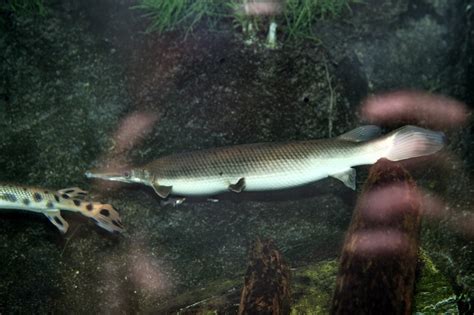 Shortnose gar (Ninnescah Life) · iNaturalist