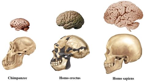 Homo Erectus Skull Vs Homo Sapien Skull